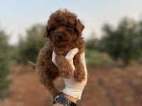 Sağlık Ve Irk Garantili Toy Poodle Yavrularımız