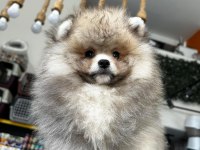 3.5 aylık dişi pomeranian köpeğimiz