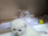 Scottish Fold Yavrular