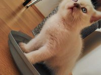 Muhteşem British Shorthair Blue Point Yavrularımız