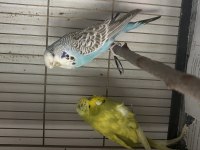 Jumbo Muhabbet Kuşu Çiftleri