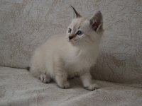 Blue point british shorthair kardeşler