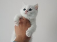 British shorthair bebekleri