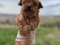 Türkiyenin en güzel poodle