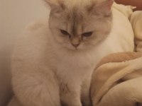 British Shorthair Kızıma Yuva Arıyorum