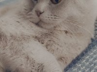Yavru scottish fold