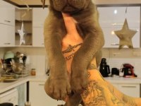 Cane Corso Bebekler