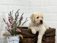 Golden Retriever Adrese Teslim Hizmetimiz Vardır