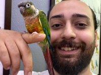 Konur Papağanı Full Evcil Eğitimli Konuşan