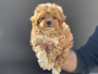Petmode köpek çiftliğinde ziyarete açık kore maltipoo