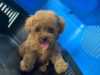 Sağlık Garantili Toy Poodle Yavrular