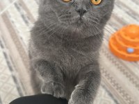 Çok akıllı elit sevecen asil bir kedidir