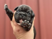 French Bulldog Bebekler