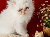 Safkan Exotic Shorthair Bebekler