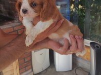 Muhteşem cavalier king charles