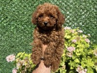 Kore Poodle Dişi