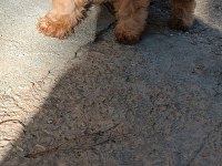 Poodle tadında çakma değil orjinal maltipoo