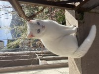 British shorthair Bulutuma yeni yuva aranıyor