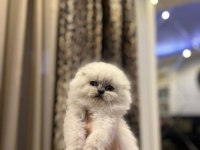 EVİNİZİN NEŞESİ SCOTTISH FOLD YAVRULAR