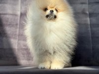 Safkan pomeranian boo