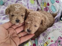 Trde Tek Teacup Kore Maltipoo