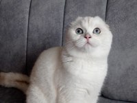İzmir İçi Ücretsiz yetişkin dişi scottish fold