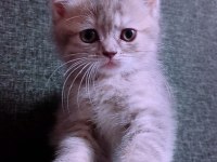 British longhair İstanbul içinde ulaşımını sağlıyorum