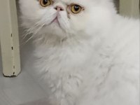 Safkan anne ve babadan iran kedisi