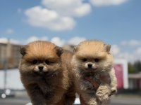 Ankaranın en seçkin pomeranian boo yavruları
