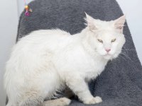 Bembeyaz İri Yapılı Maine Coon Erkek