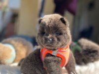 MÜKEMMEL SON KALAN CHOW CHOW YAVRULAR