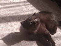Çikolata scottish fold bebeğim