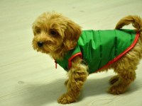 Oyuncu Maltipoo Bebeğimiz