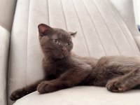 Nadir Renk Dişi Ücretsiz Scottish Fold