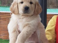 Baby face en iyisinden isteyenler için golden retriever