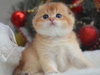 Kıvrık kulak golden scottish fold