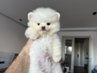 2 Aylık Yavru Pomeranian