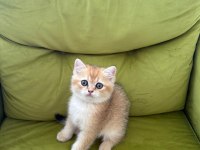 Sağlıklı sevimli british shorthairlar