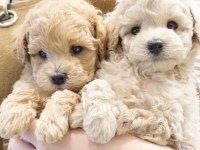 MÜKEMMEL MALTİPOO LAR SİZİN İÇİN BURADA