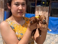 Maltipoo yavrularımız