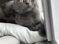 Ücretsiz scottish fold