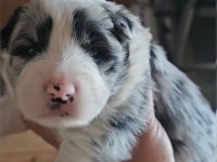 Standart özel renk kızıl her renk border collie bebekler