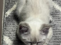 Scottish fold bayaz gri