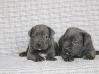 Cane Corso Bebekler Sağlık Ve Irk Garantili