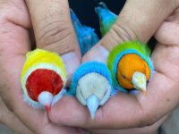 Gökkuşaği ispinozu (Goldian finch)