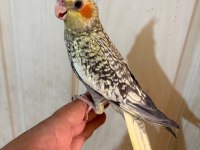 50 Günlük Kusursuz Pearl Sultan Papağanı Bebek