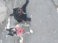Fransız bulldog