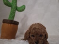 Acele Edene Dişi ve Erkek Toy Poodle Yavrular