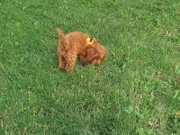 3 aylık toy poodle