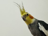 Dişi Erkek Sultan Papağanı